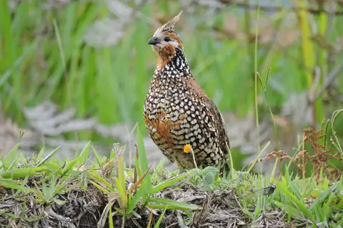Crested Bobwhite