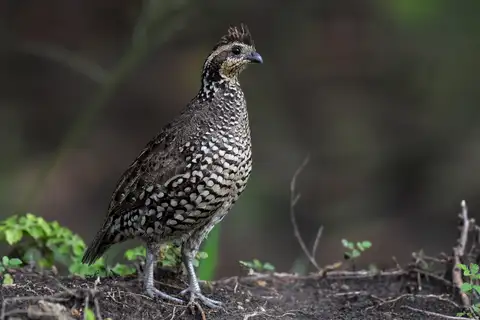 Spot-bellied Bobwhite