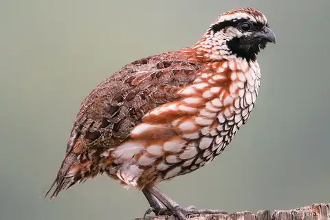 Yucatan Bobwhite