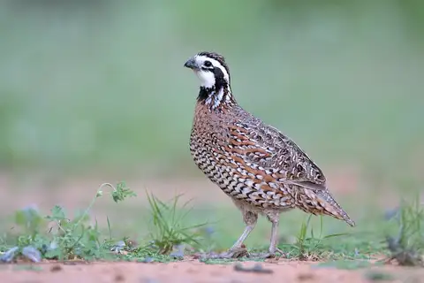 Northern Bobwhite