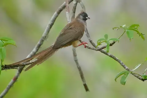 Red-backed Mousebird