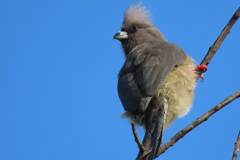 White-backed Mousebird