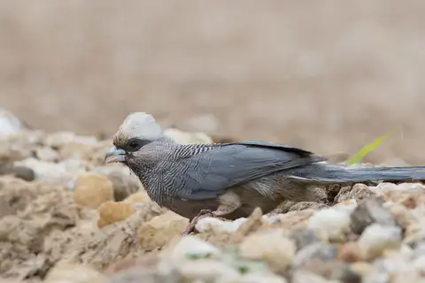 White-headed Mousebird