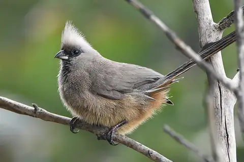 Speckled Mousebird