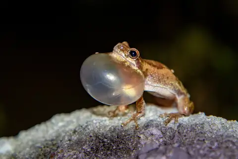 Slender bleating tree frog