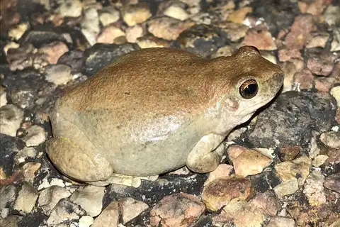 Buzzing Tree Frog