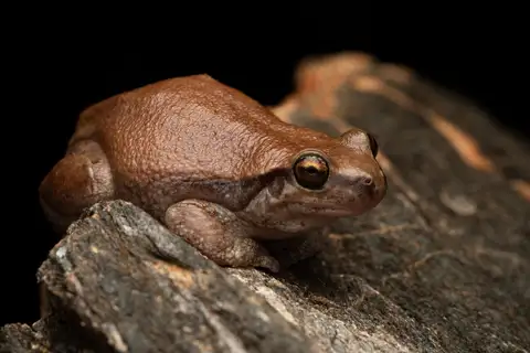 Western Desert Tree Frog