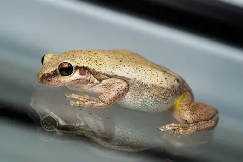 Ruddy Tree Frog