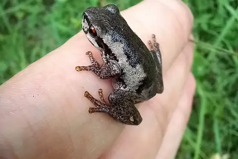 screaming tree frog