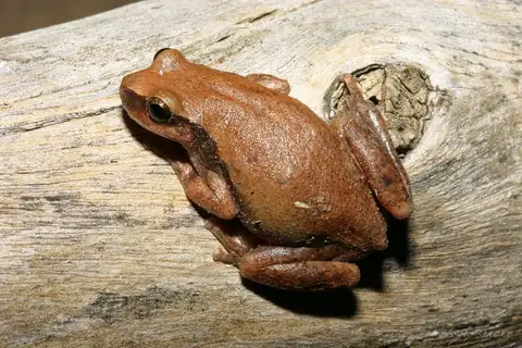 Desert Tree Frog