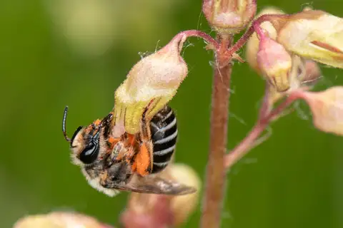 Andrews' Cellophane Bee