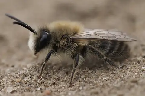 Early Cellophane Bee