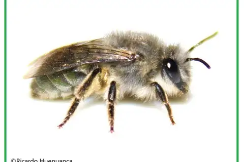 Green-tailed Cellophane Bee