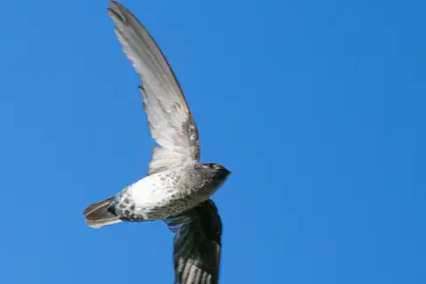 Plume-toed Swiftlet