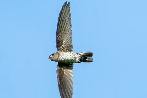 Ridgetop Swiftlet