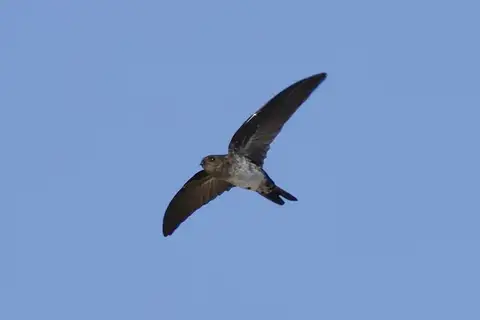 Linchi Swiftlet
