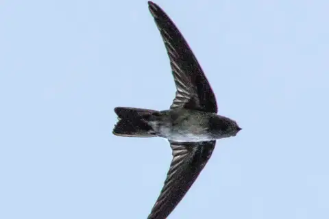 Christmas Swiftlet
