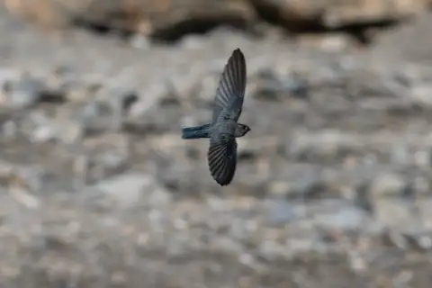 Drab Swiftlet