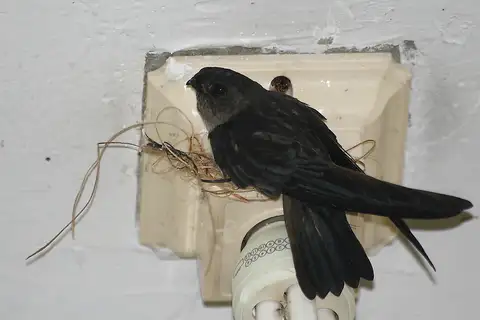 Tenggara Swiftlet