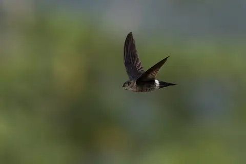 Pygmy Swiftlet