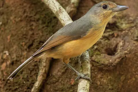 Bower's Shrikethrush