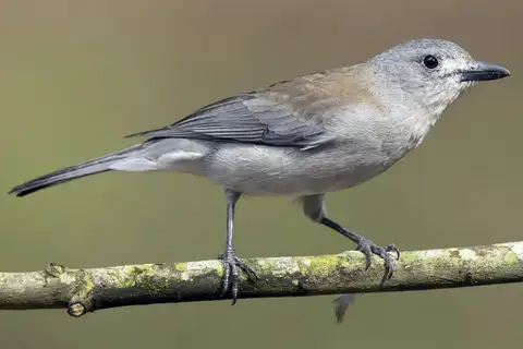 Grey Shrikethrush