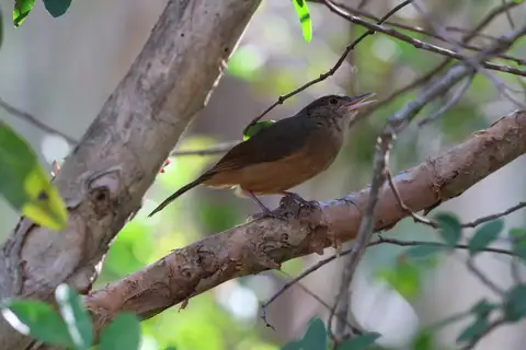 Little Shrikethrush
