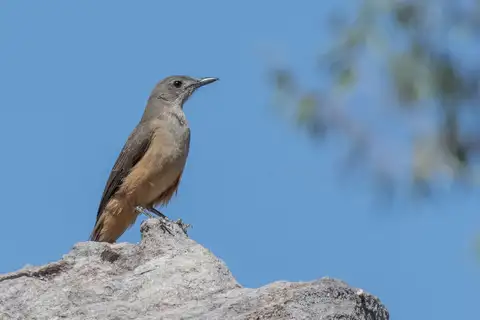 Sandstone Shrikethrush