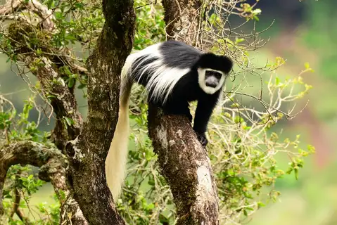 Mantled Guereza