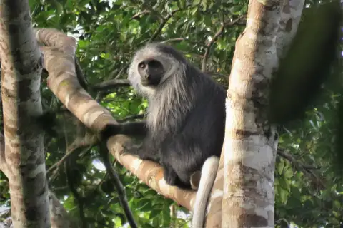 King Colobus