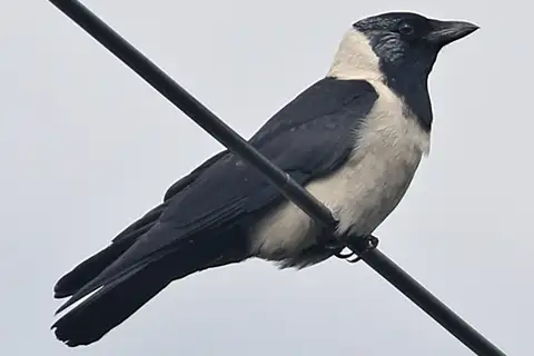 Daurian Jackdaw