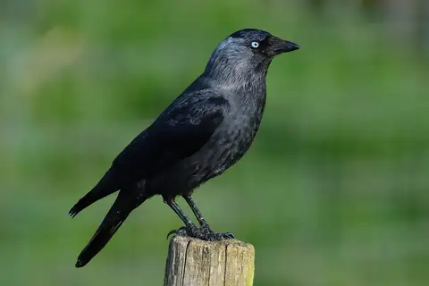 Western Jackdaw