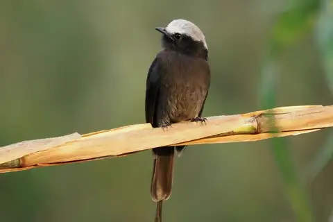 Long-tailed Tyrant