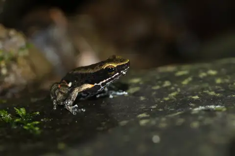 Silverstone's Rocket Frog