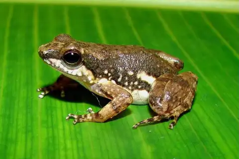 Common Rocket Frog