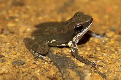 Panama Rocket Frog