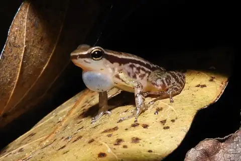 Colostethus ruthveni