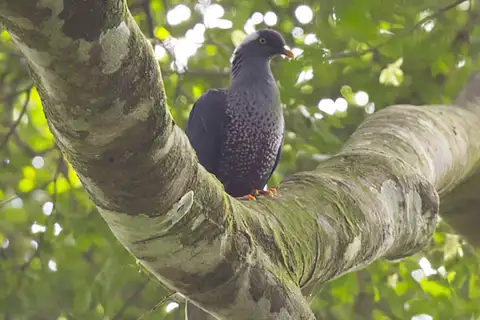 White-naped Pigeon