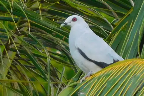 Silvery Pigeon