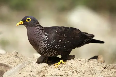 African Olive Pigeon