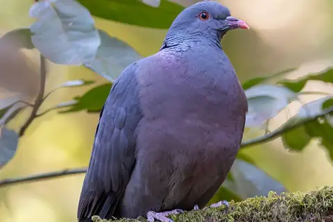 Bolle's Pigeon
