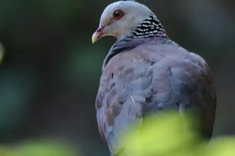 Nilgiri Wood Pigeon
