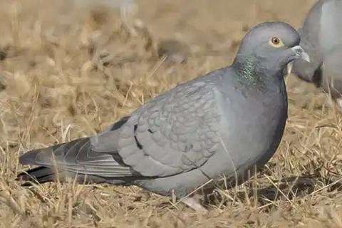 Yellow-eyed Pigeon