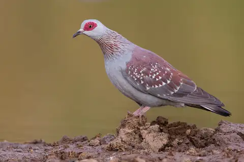 Speckled Pigeon