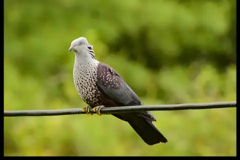Speckled Wood Pigeon