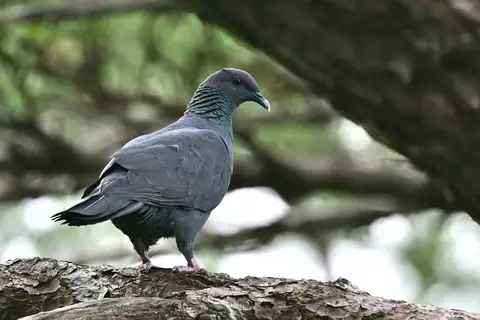Black Wood Pigeon