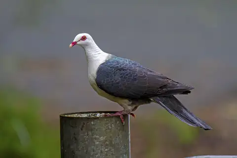 White-headed Pigeon