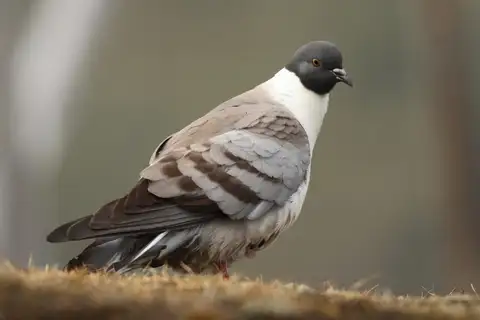 Snow Pigeon