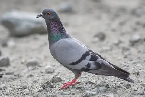 Rock Dove