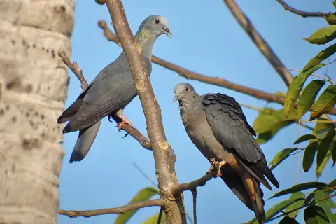 Island Bronze-naped Pigeon